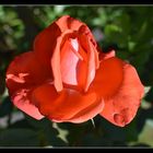 une rose de mon jardin