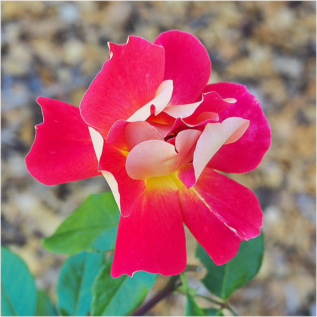 Une rose de mon jardin