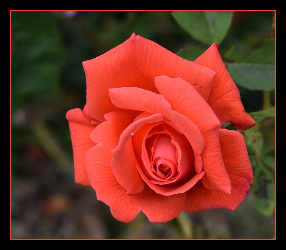 une rose de mon jardin