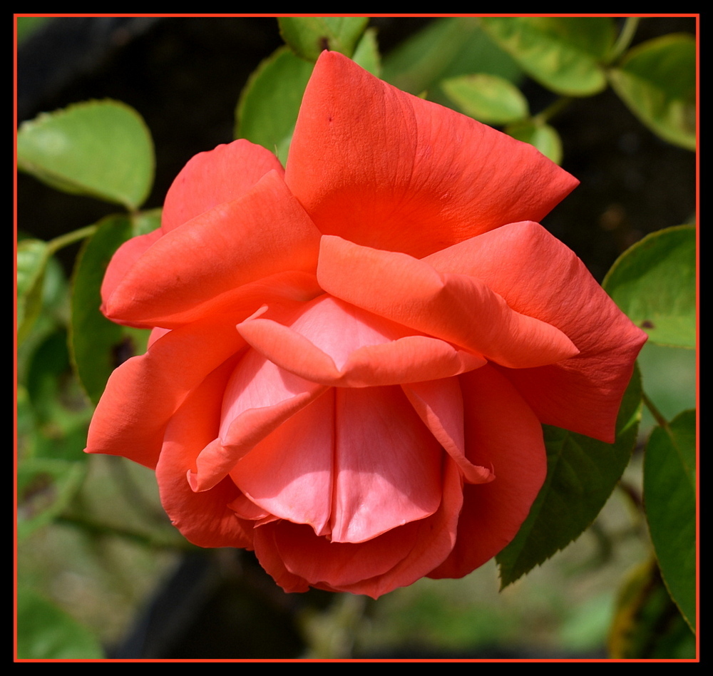 une rose de mon jardin