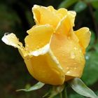 Une rose de notre jardin perlée de pluie.