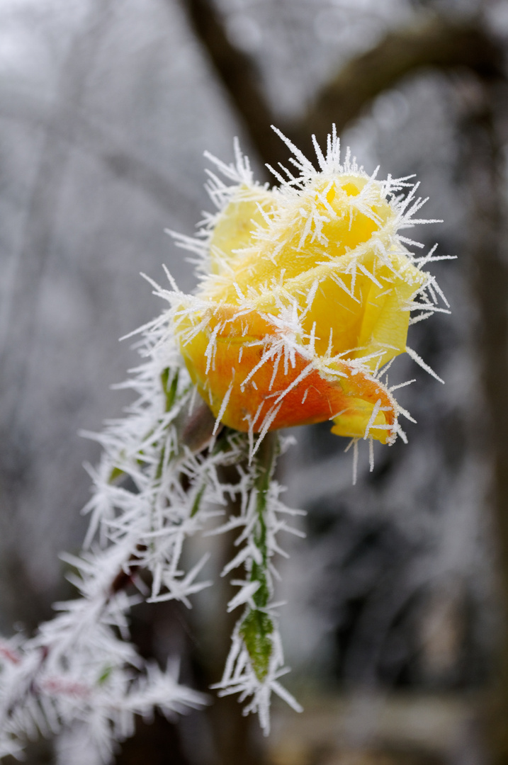 Une rose d'hiver