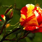 Une rose du jardin de Clo