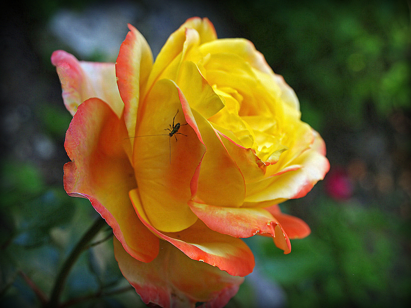 Une rose du jardin et son visiteur  --  Eine Rose des Gartens und ihr Besucher