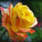 Une rose du jardin et son visiteur  --  Eine Rose des Gartens und ihr Besucher