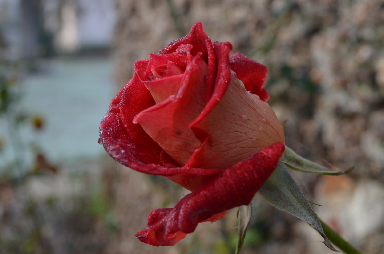 Une rose figée dans le temps par le givre