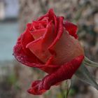 Une rose figée dans le temps par le givre