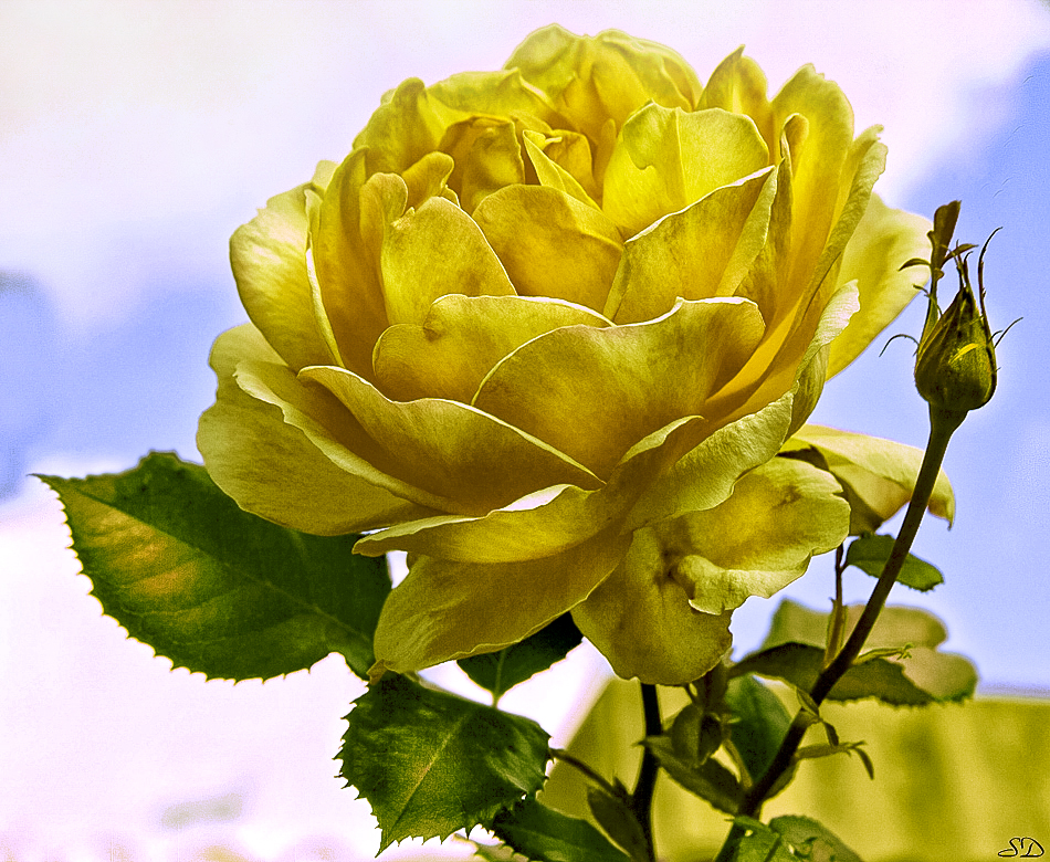 Une rose jaune