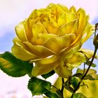 Une rose jaune