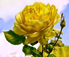 Une rose jaune