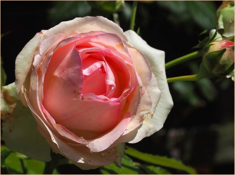 Une rose Pierre de Ronsard
