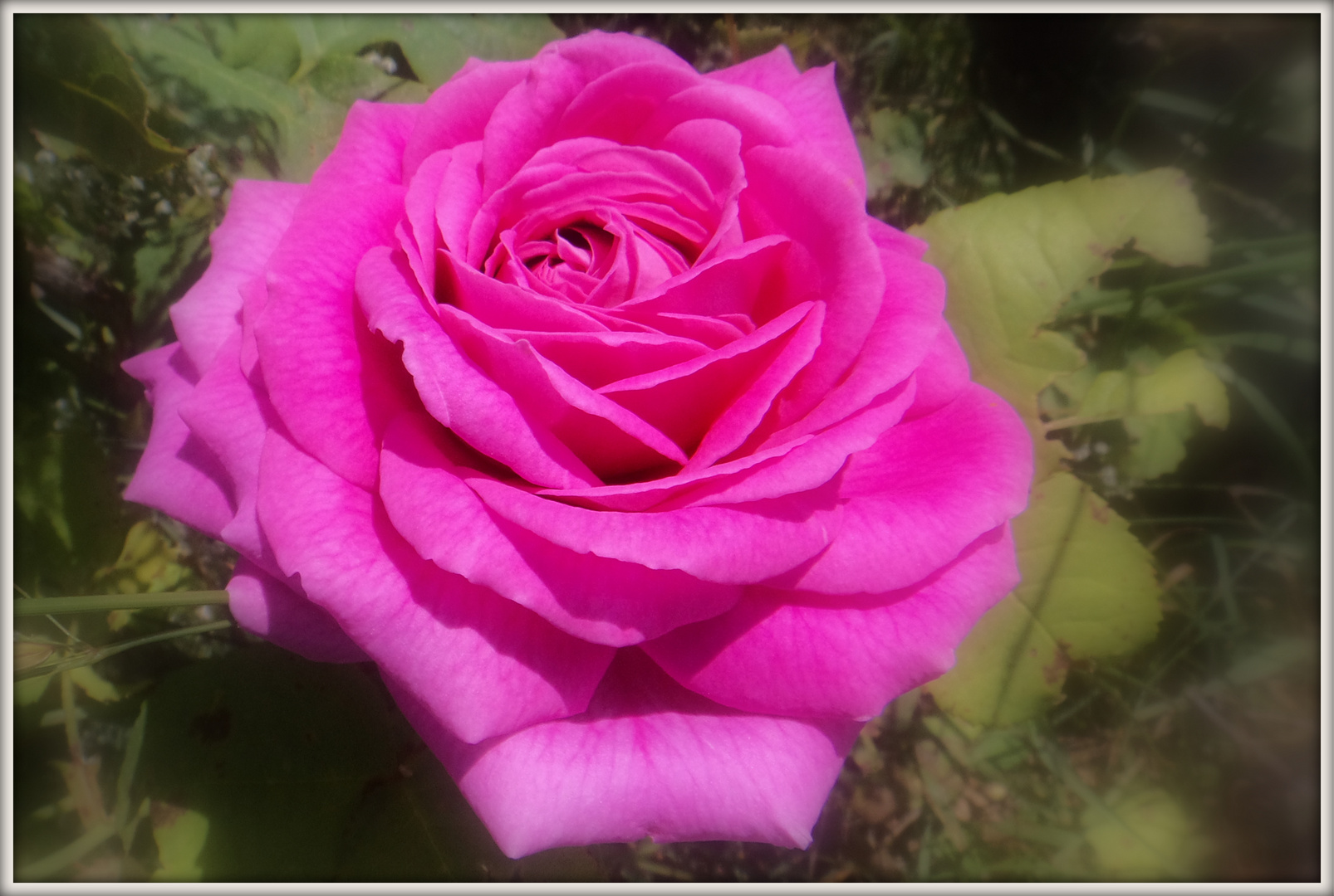 Une rose pour le week end...