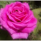 Une rose pour le week end...