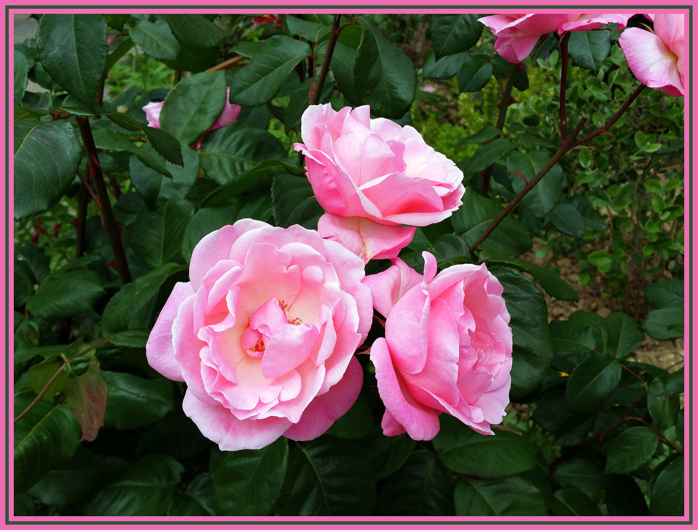 Une rose pour papa...