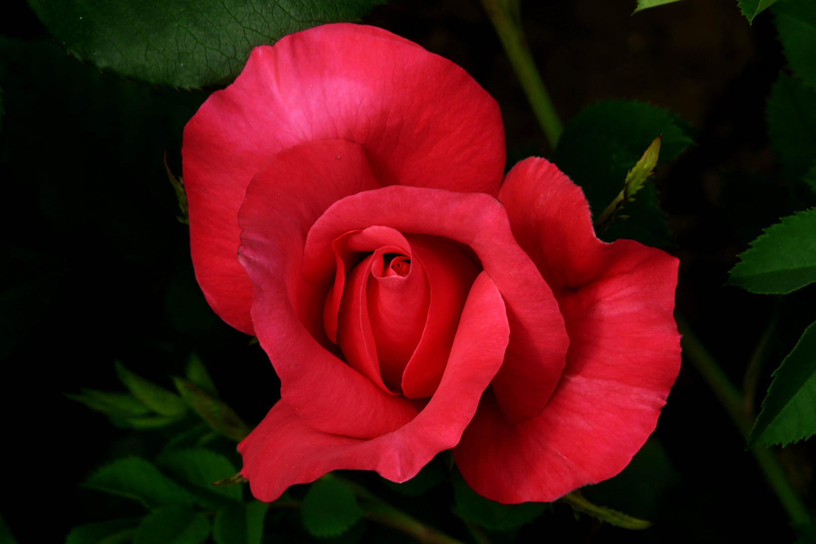 Une rose pour Paul BICKEL.