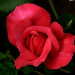 Une rose pour Paul BICKEL.
