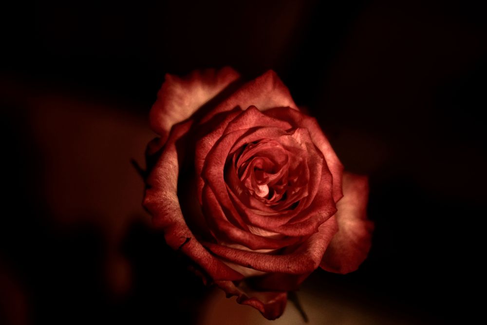  une rose pour un rêve 