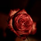  une rose pour un rêve 