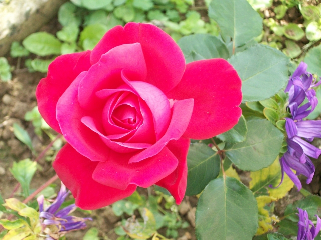 Une rose que les femmes aiment recevoir