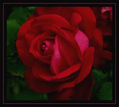 " Une rose rouge "