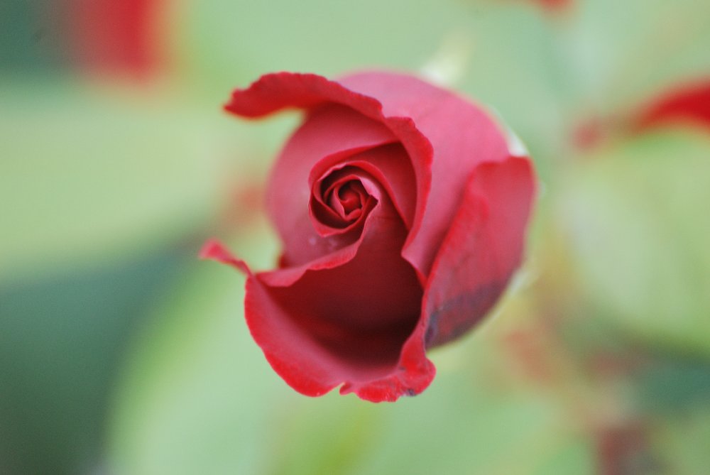 une rose rouge