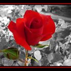 une rose rouge