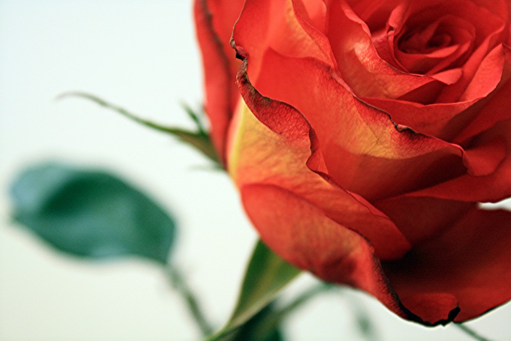 Une rose rouge.