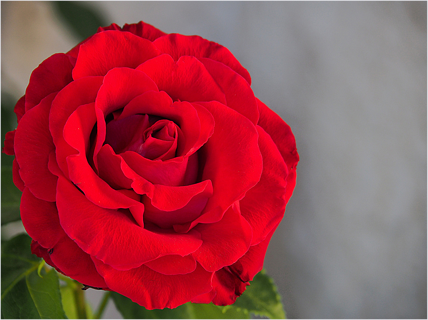 Une rose tout simplement pour vous souhaiter une bonne semaine… !