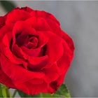 Une rose tout simplement pour vous souhaiter une bonne semaine… !