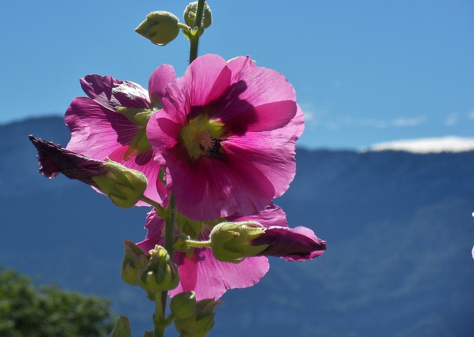 Une rose trèmiere