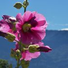 Une rose trèmiere