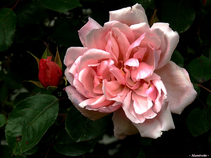 Une rose très ancienne 1/2