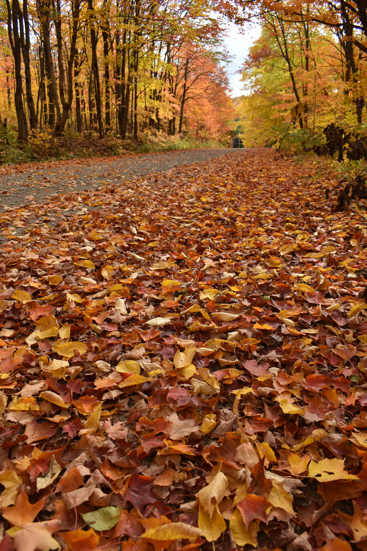 Une route de campagne en automne