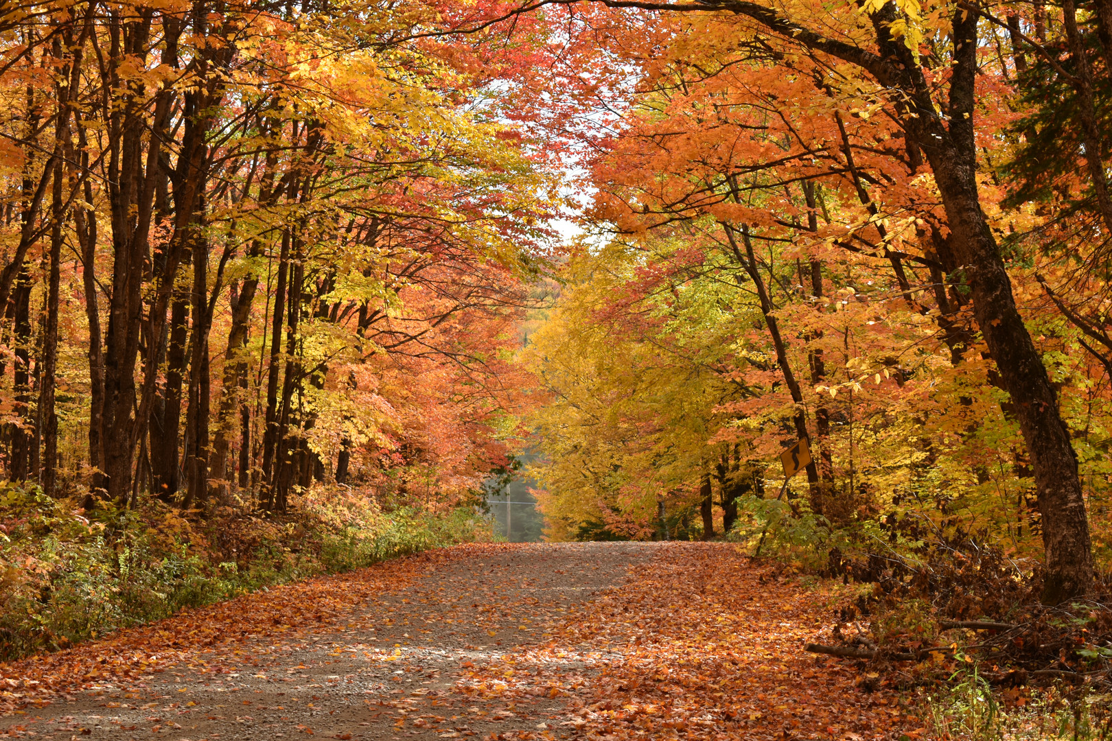 Une route de campagne en automne