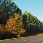 Une route des Landes de Gascogne en automne