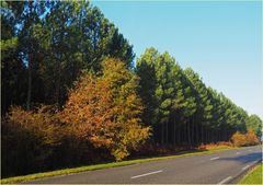 Une route des Landes de Gascogne en automne