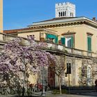 une rue lors d un printemps precoce....