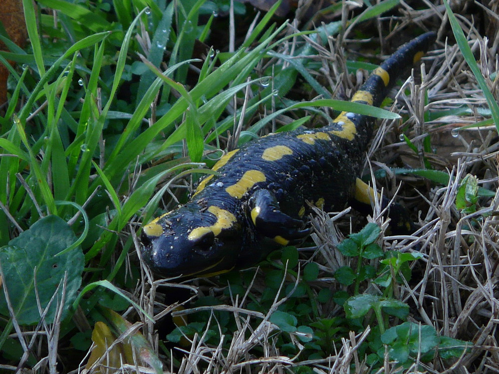 une salamandre