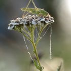 Une sauterelle en attente du réchauffement climatique !!!