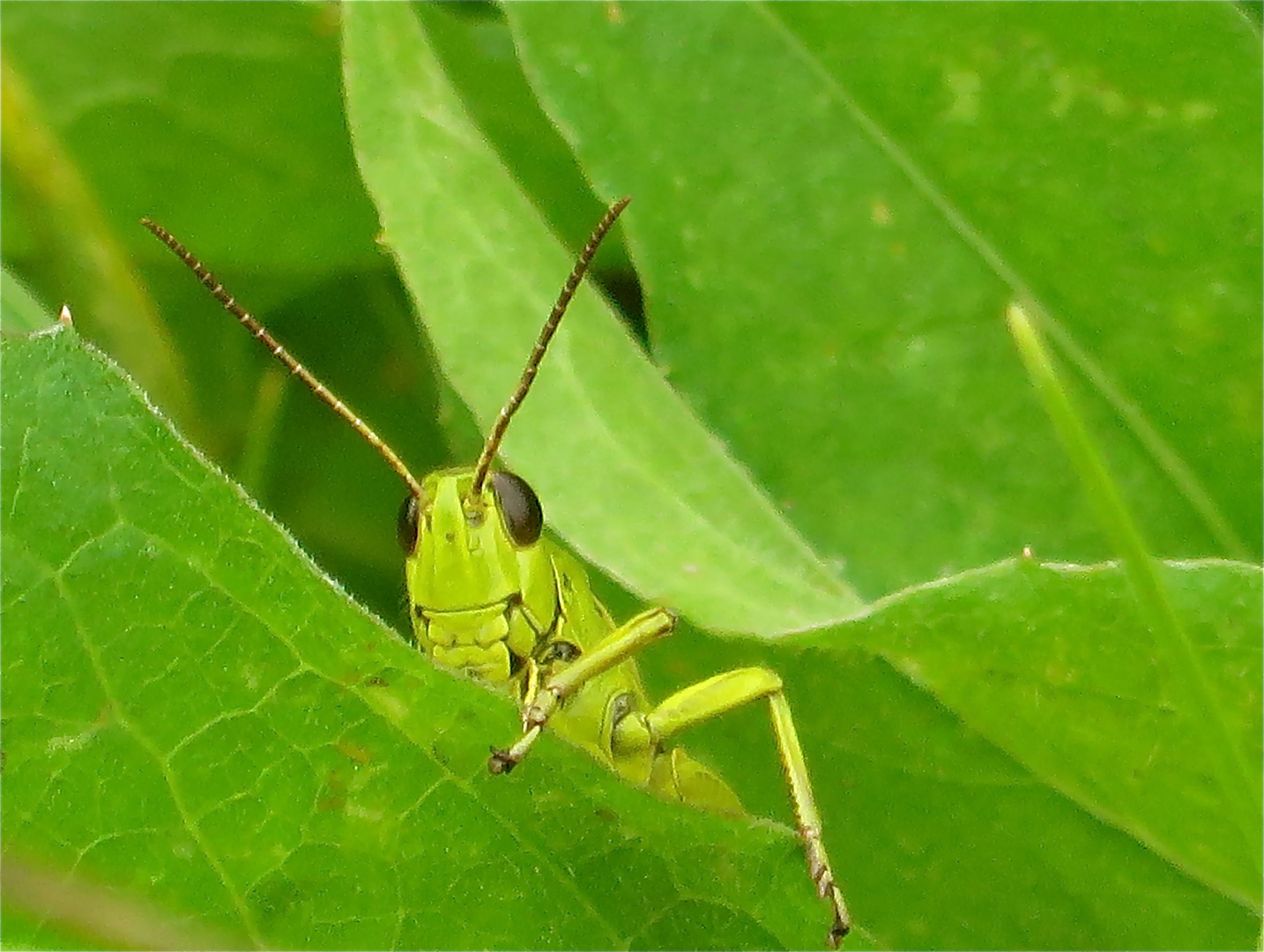 ...une sauterelle vert !!!...