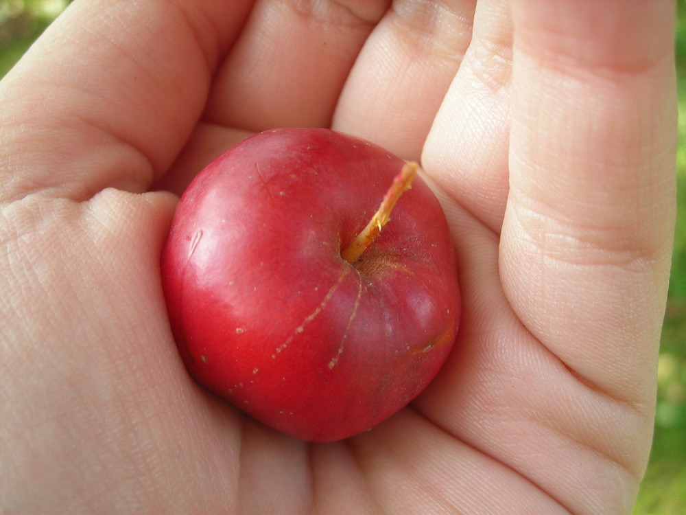 Une si petite pomme .