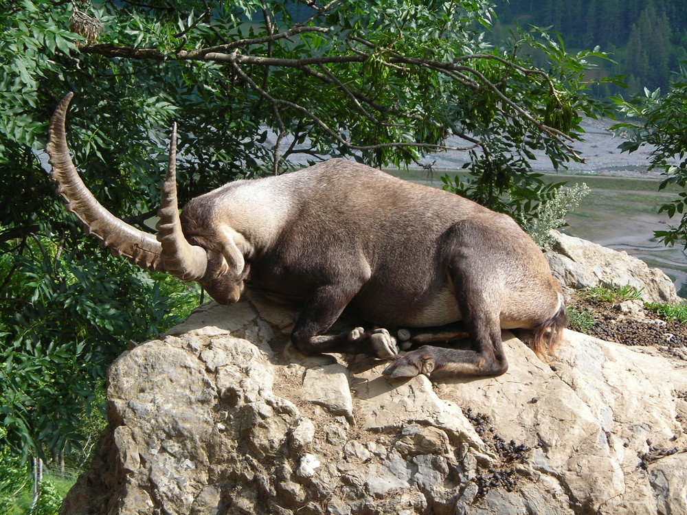 une sieste bien méritée!