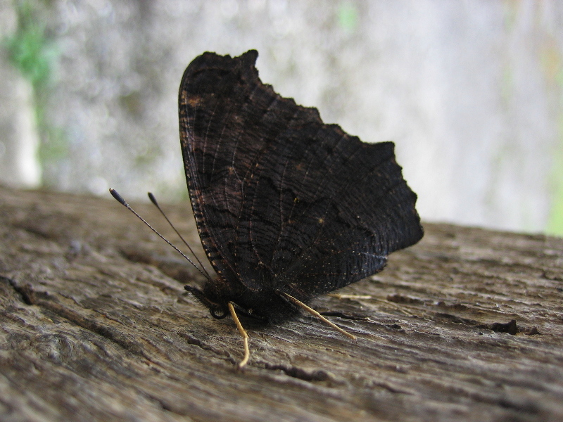 Une sieste de papillon