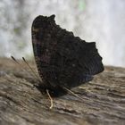 Une sieste de papillon