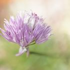 Une simple fleur de ciboulette