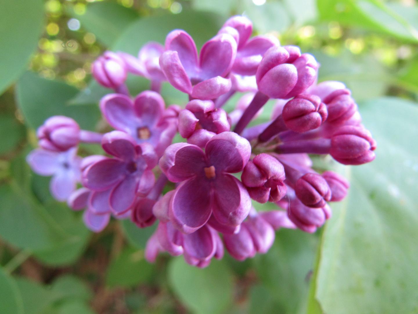 ..Une simple fleur de Lilas..