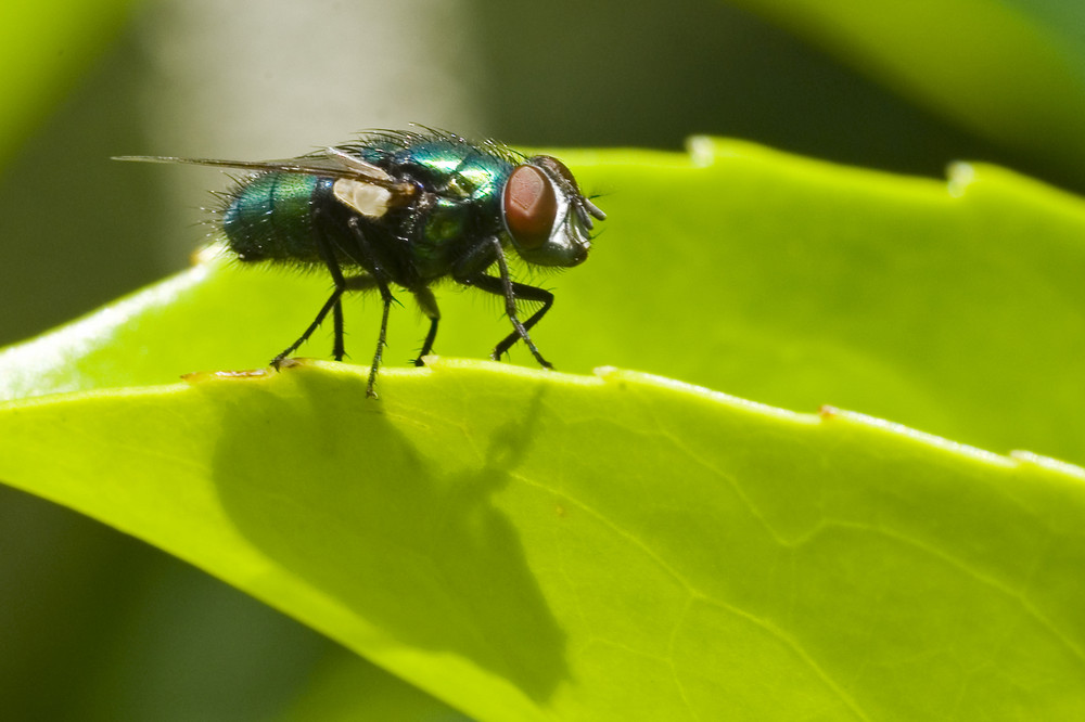 une simple mouche