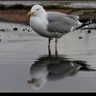 " Une situation bien connue les deux pattes dans la flaque et j'y reste "