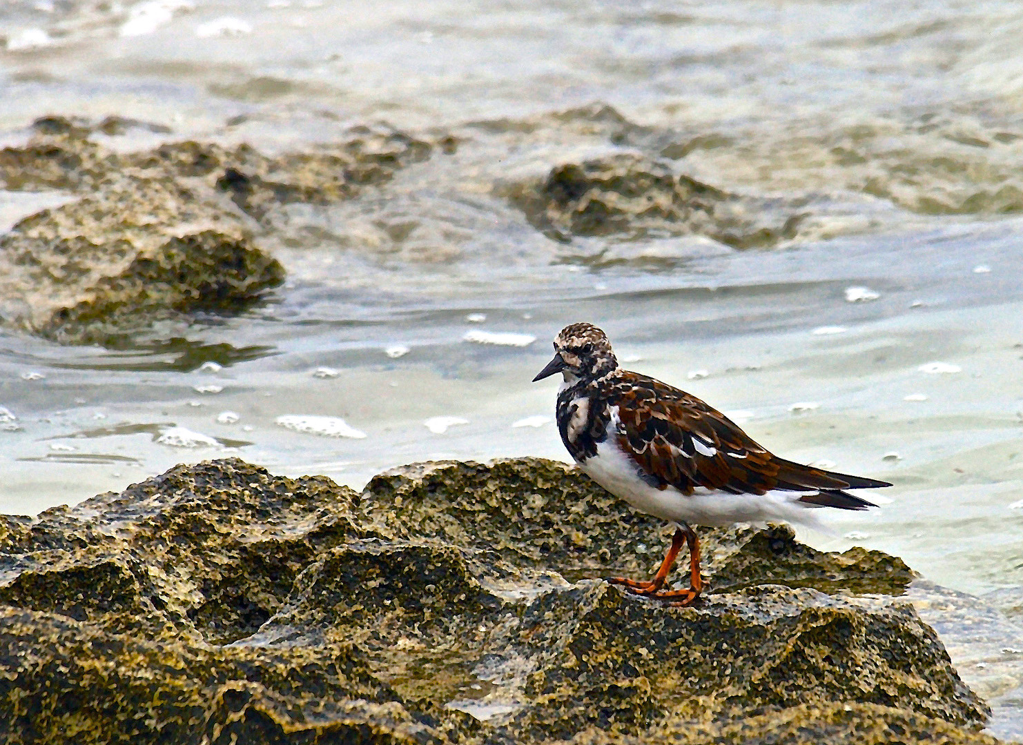 Une sorte de bécasseau à l’Îlot Maître, Nouméa 