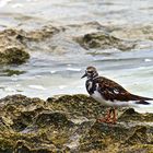 Une sorte de bécasseau à l’Îlot Maître, Nouméa 